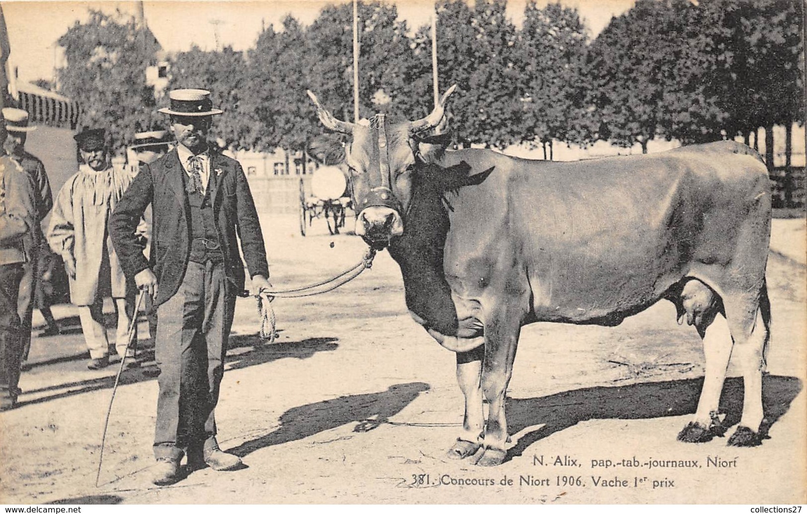 79-NIORT- CONCOURS DE NIORT 1906, VACHE 1er PRIX - Niort