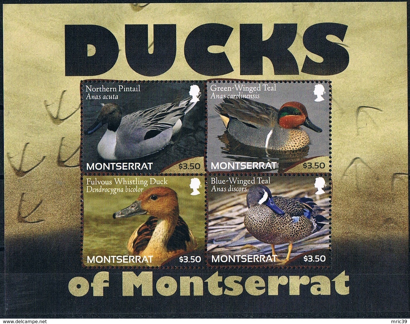 Bloc Sheet Oiseaux Canards Birds Ducks Neuf  MNH **  Montserrat 2012 - Canards