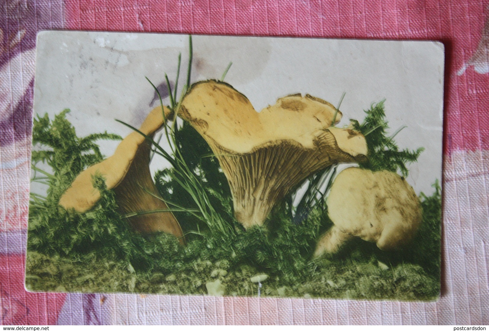 MUSHROOMS -  Chanterelle Mushroom - Old Vintage Postcard - 1910s - Champignon - Mushrooms