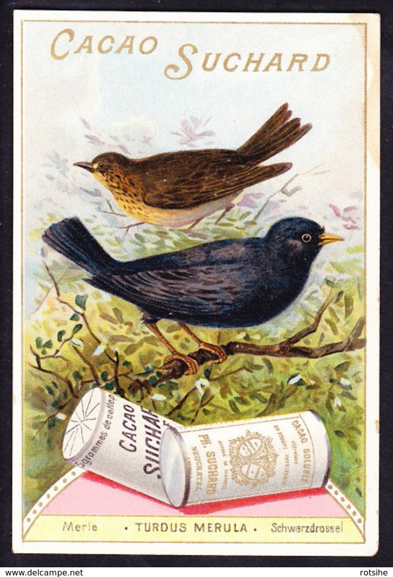 CHROMO Chocolat SUCHARD   +/- 1897  Serie 56  Oiseaux Chanteurs Merle Schwarzdrossel Trade Card Singing Birds Blackbird - Suchard