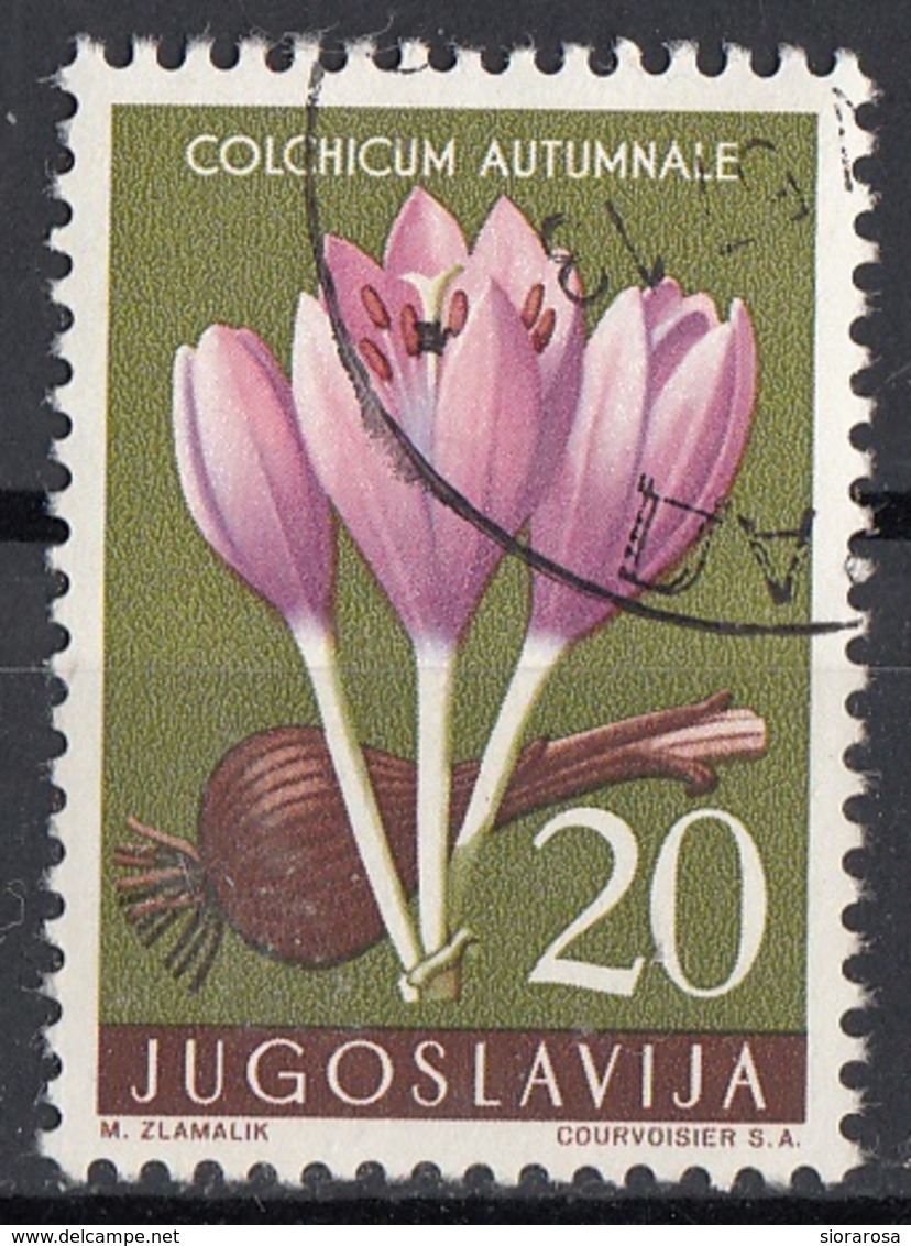 Jugoslavia 1957 Sc. 471 Fiori Flowers Colchicum Autumnale Pianta Medicinale Velenosa  Used - Geneeskrachtige Planten