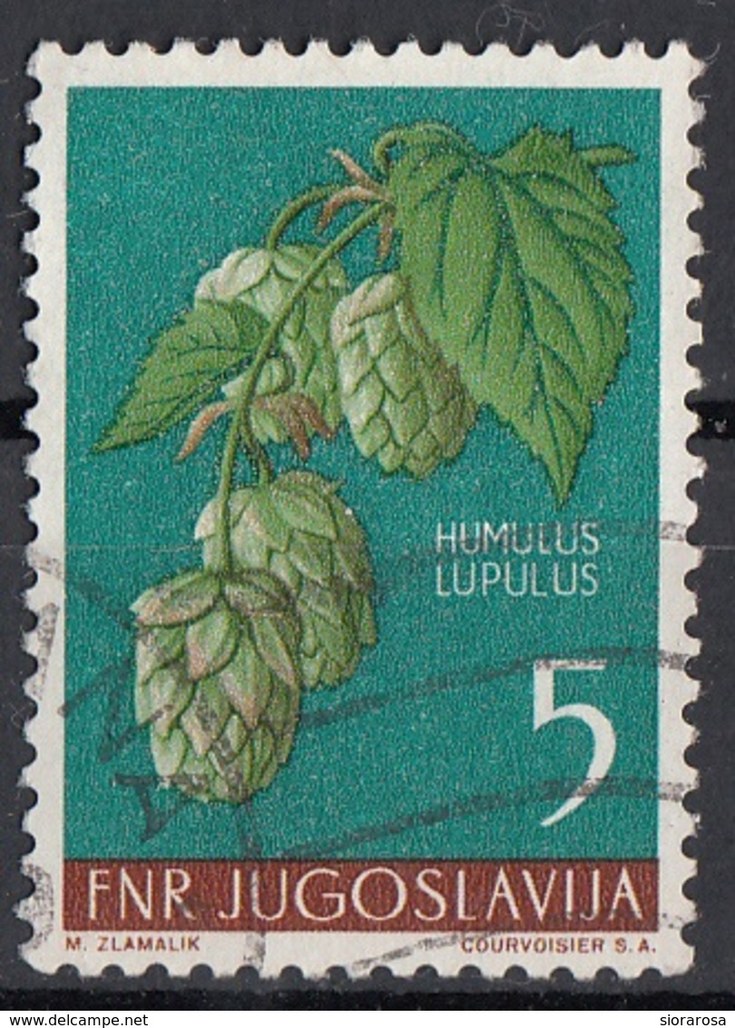 Jugoslavia 1955 Sc. 424 Fiori Flowers Luppolo - Humulus Lupulus - Pianta Medicinale Used - Piante Medicinali