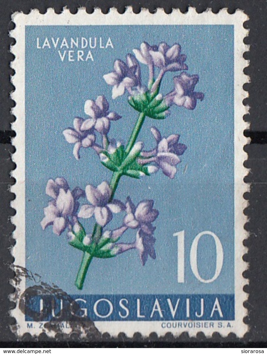 Jugoslavia 1959 Sc. 538 Fiori Flowers Lavandula Vera - Spico - Pianta Medicinale Used Yugoslavia - Piante Medicinali