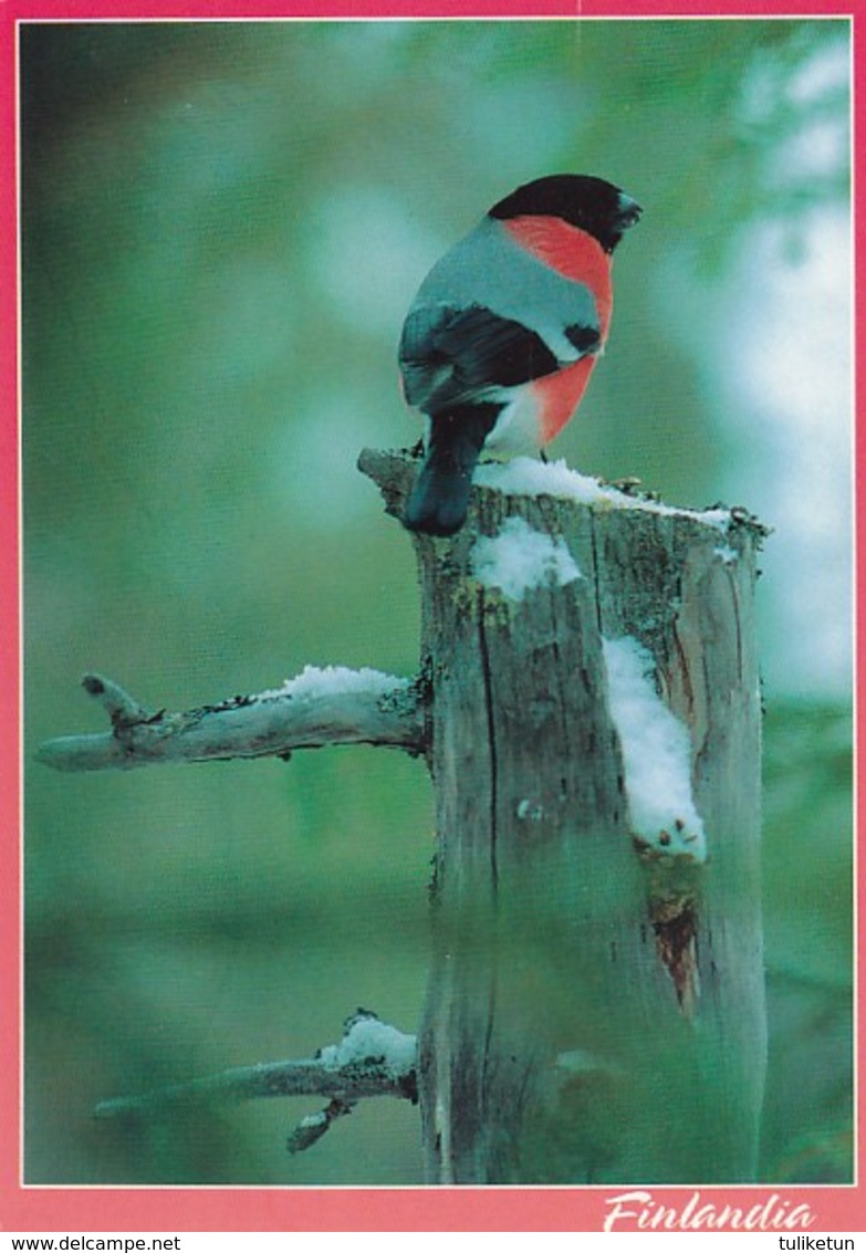 Postal Stationery - Bird - Bullfinch - Red Cross 1994 - Suomi Finland - Postage Paid - Finlandia - RARE - Entiers Postaux