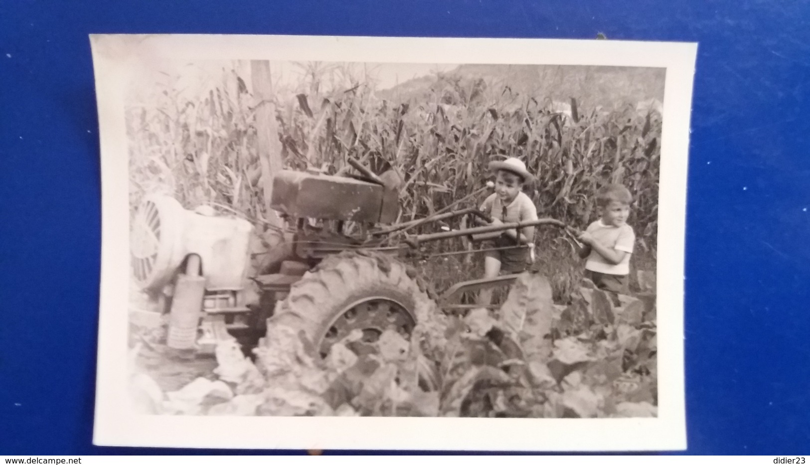 PHOTO MOTOCULTEUR DANS UN CHAMP DE MAIS - Tracteurs