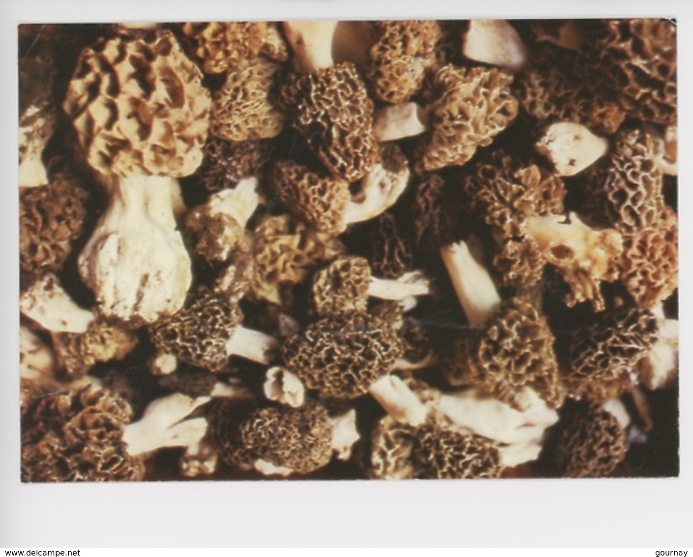 Morilles - Le Périgord Gastronomique - Mushrooms