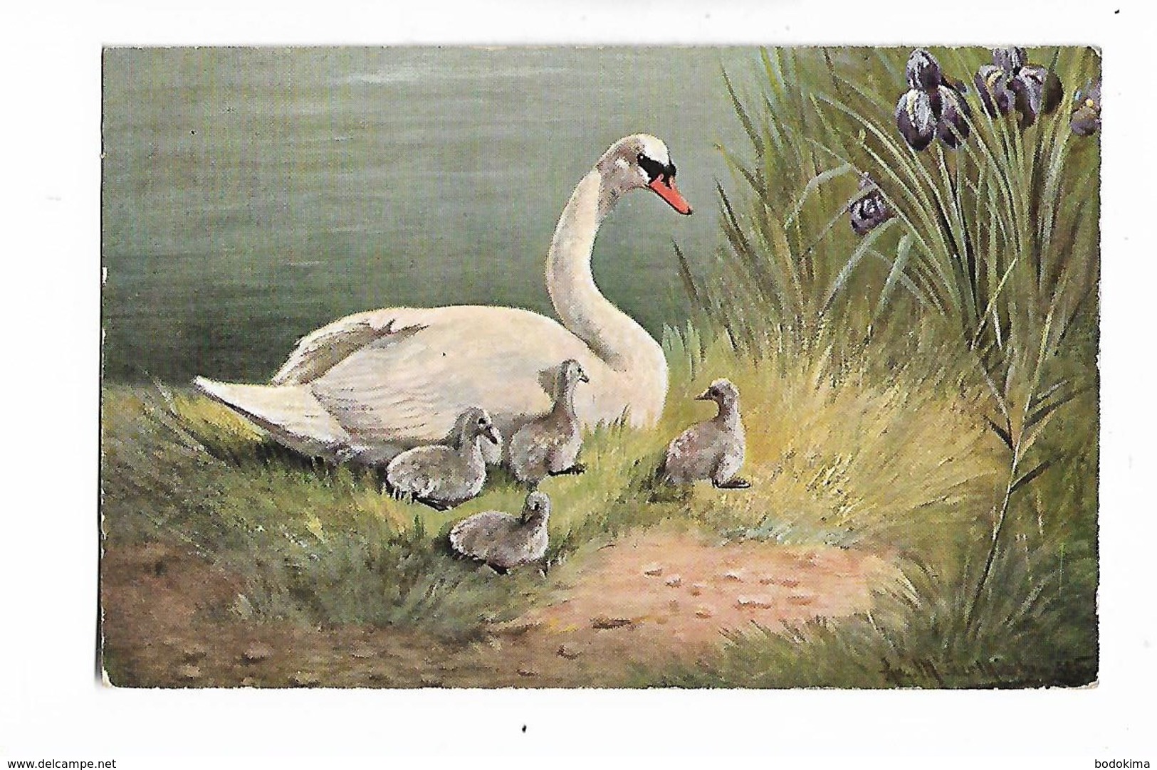 Cygnes -  Illustrateur  -  Muller -   Munchen       Cygne Et Ses Petits - Pájaros