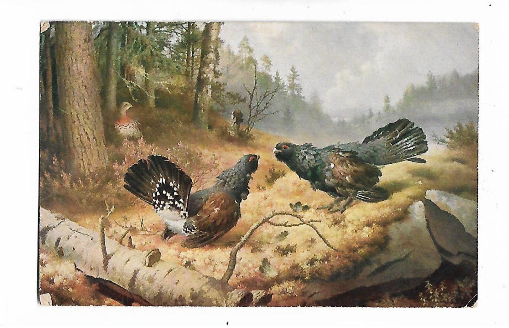 Poule    Illustrateur  W; V; Wright       -  "  Coqs   Des  Bois  Combattants  "   "  Taistelevia   Metsoja  " - Oiseaux