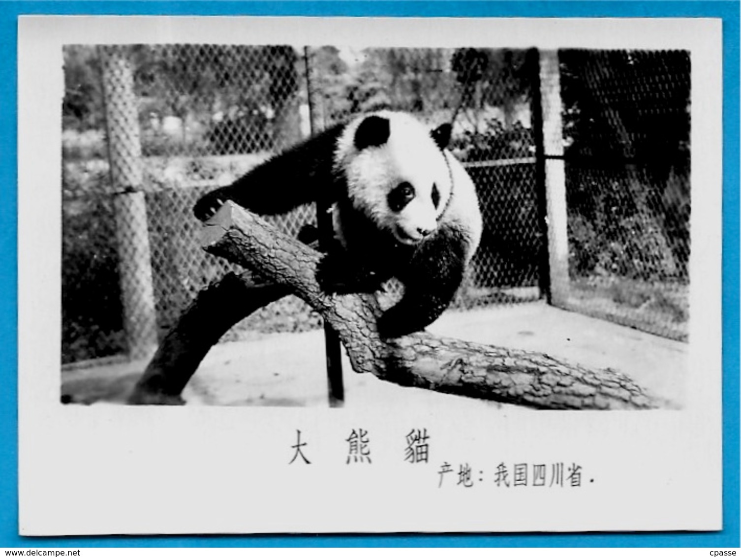 Lot De Trente PHOTOS D'Animaux Dont Panda - ZOO (a Priori De BEIJING Pékin Chine China) - Lieux