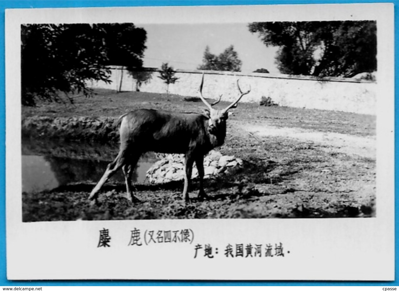 Lot de trente PHOTOS d'Animaux dont Panda - ZOO (a priori de BEIJING Pékin Chine China)