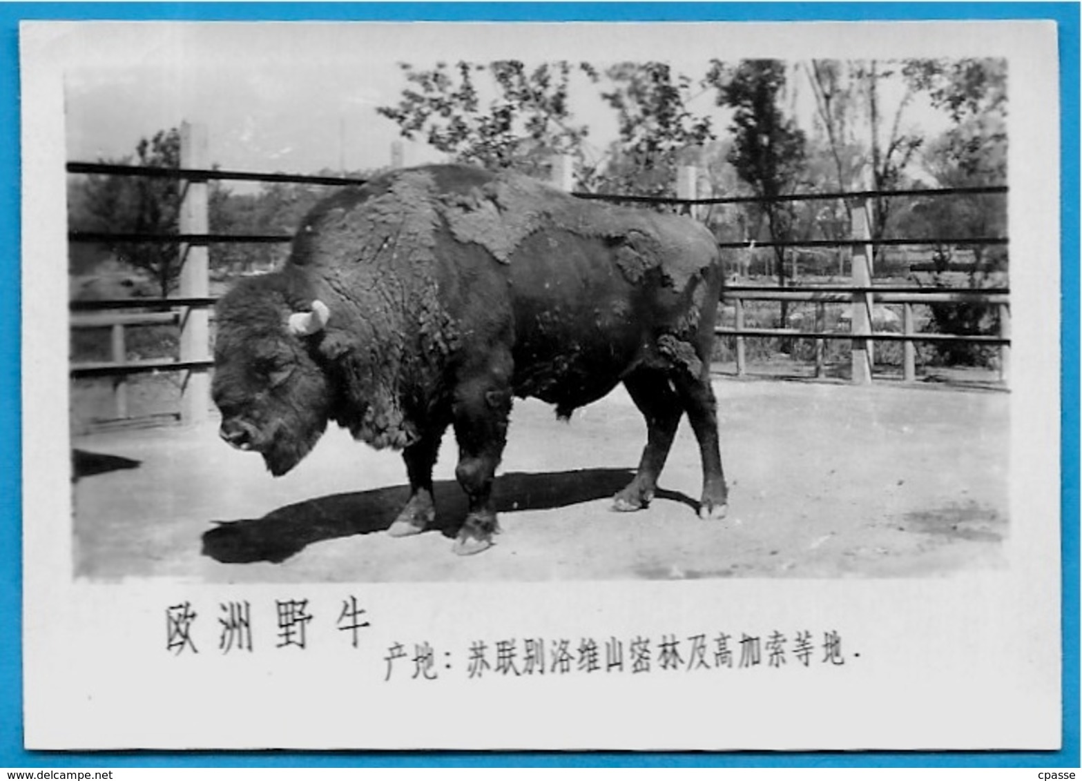 Lot de trente PHOTOS d'Animaux dont Panda - ZOO (a priori de BEIJING Pékin Chine China)