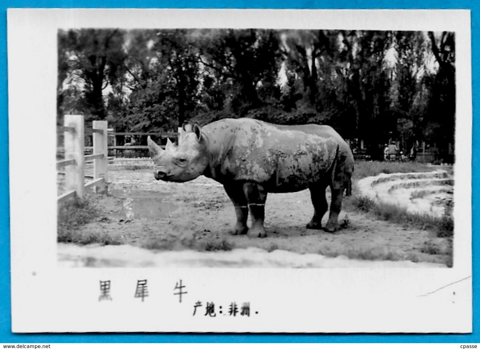 Lot de trente PHOTOS d'Animaux dont Panda - ZOO (a priori de BEIJING Pékin Chine China)