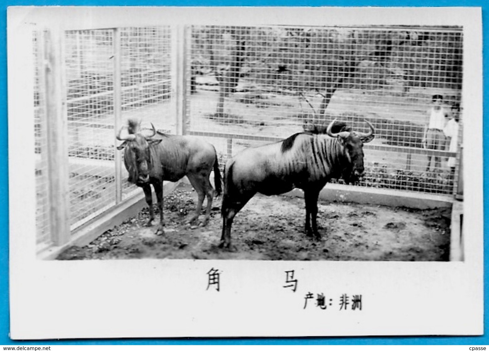 Lot de trente PHOTOS d'Animaux dont Panda - ZOO (a priori de BEIJING Pékin Chine China)