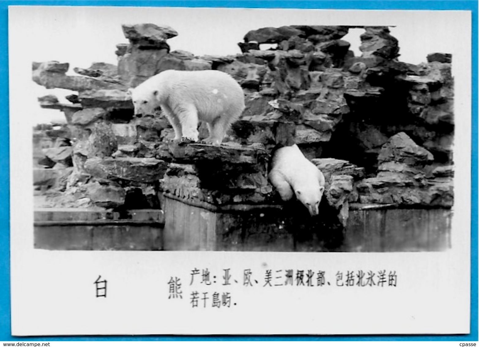 Lot de trente PHOTOS d'Animaux dont Panda - ZOO (a priori de BEIJING Pékin Chine China)