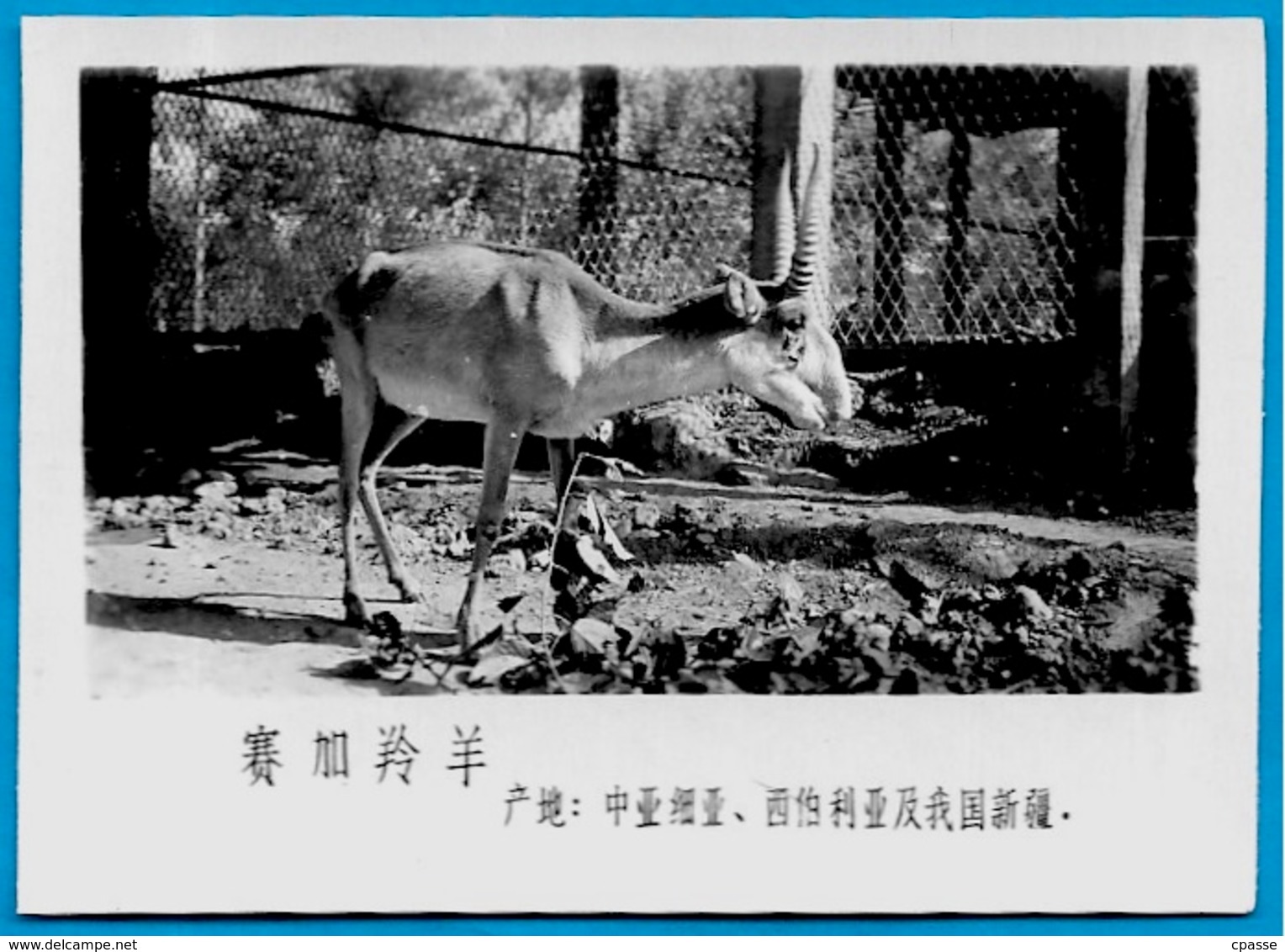 Lot de trente PHOTOS d'Animaux dont Panda - ZOO (a priori de BEIJING Pékin Chine China)