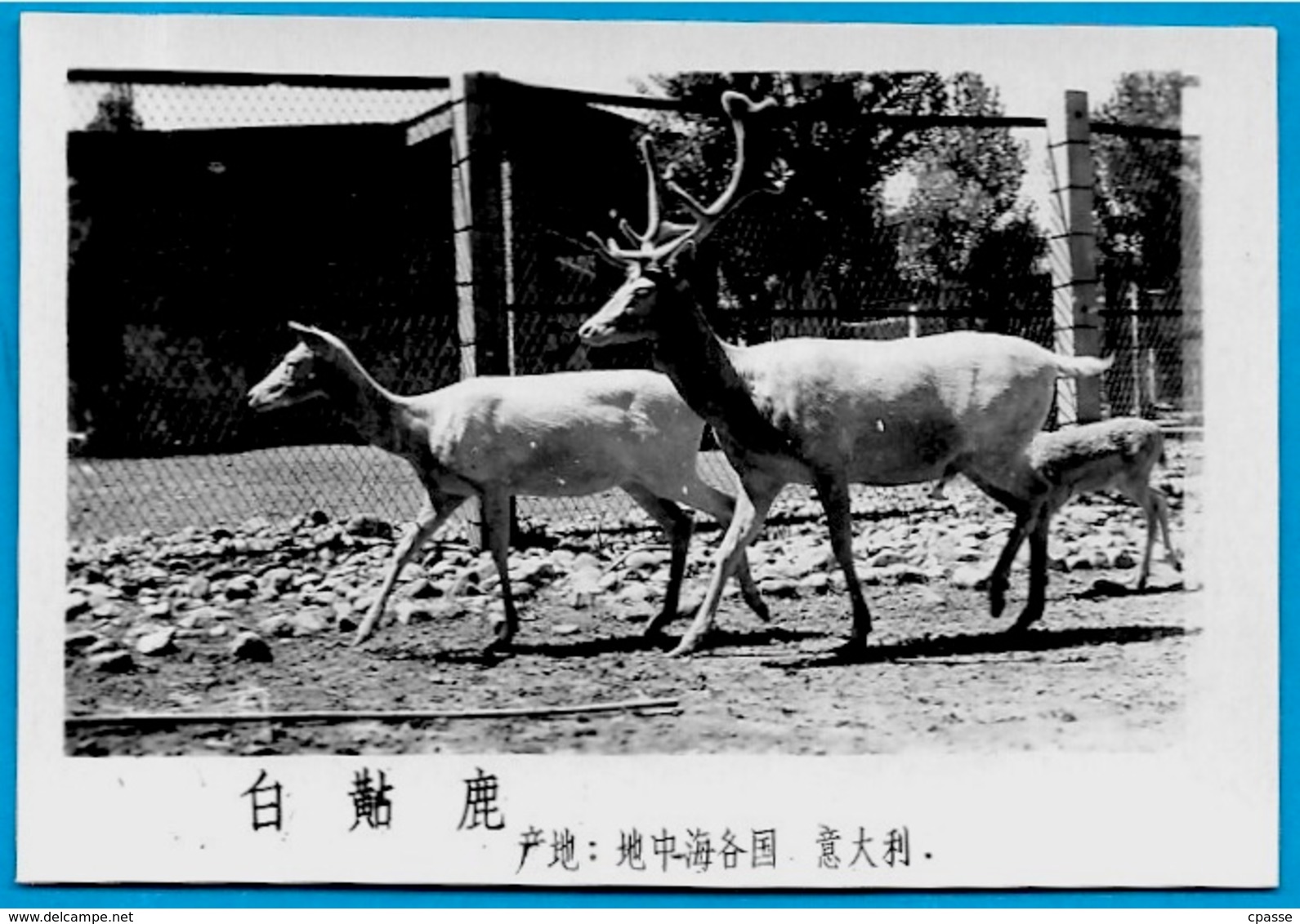 Lot de trente PHOTOS d'Animaux dont Panda - ZOO (a priori de BEIJING Pékin Chine China)