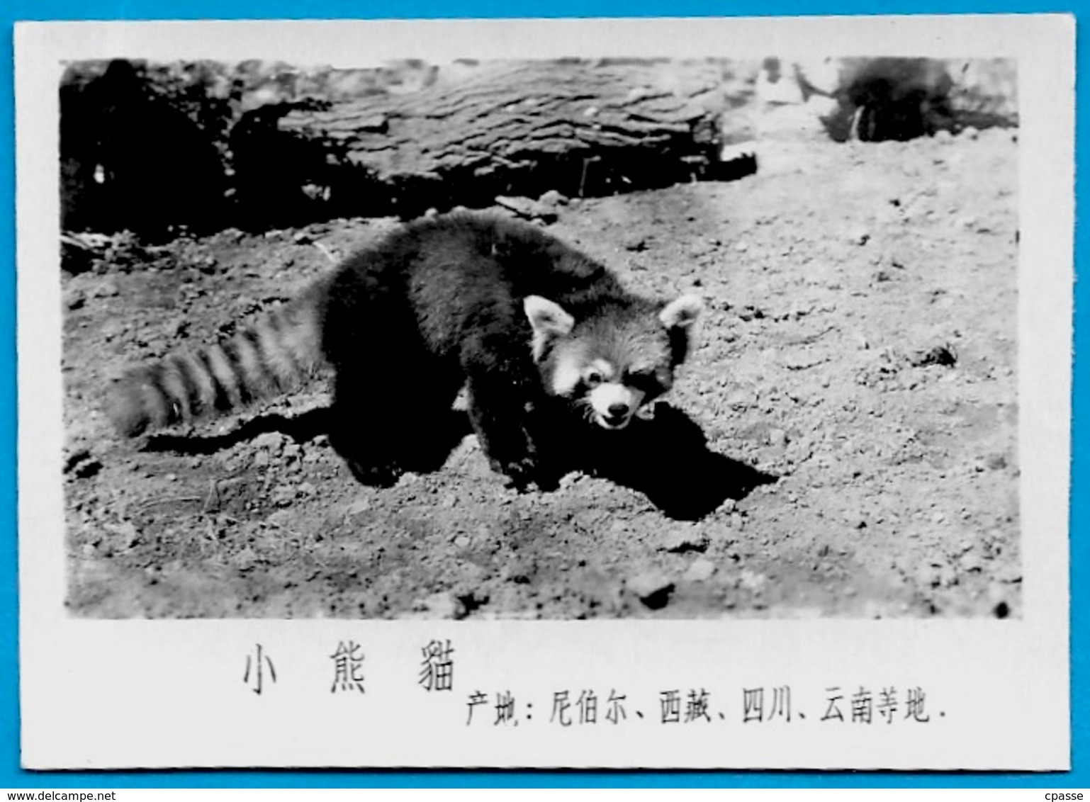 Lot de trente PHOTOS d'Animaux dont Panda - ZOO (a priori de BEIJING Pékin Chine China)