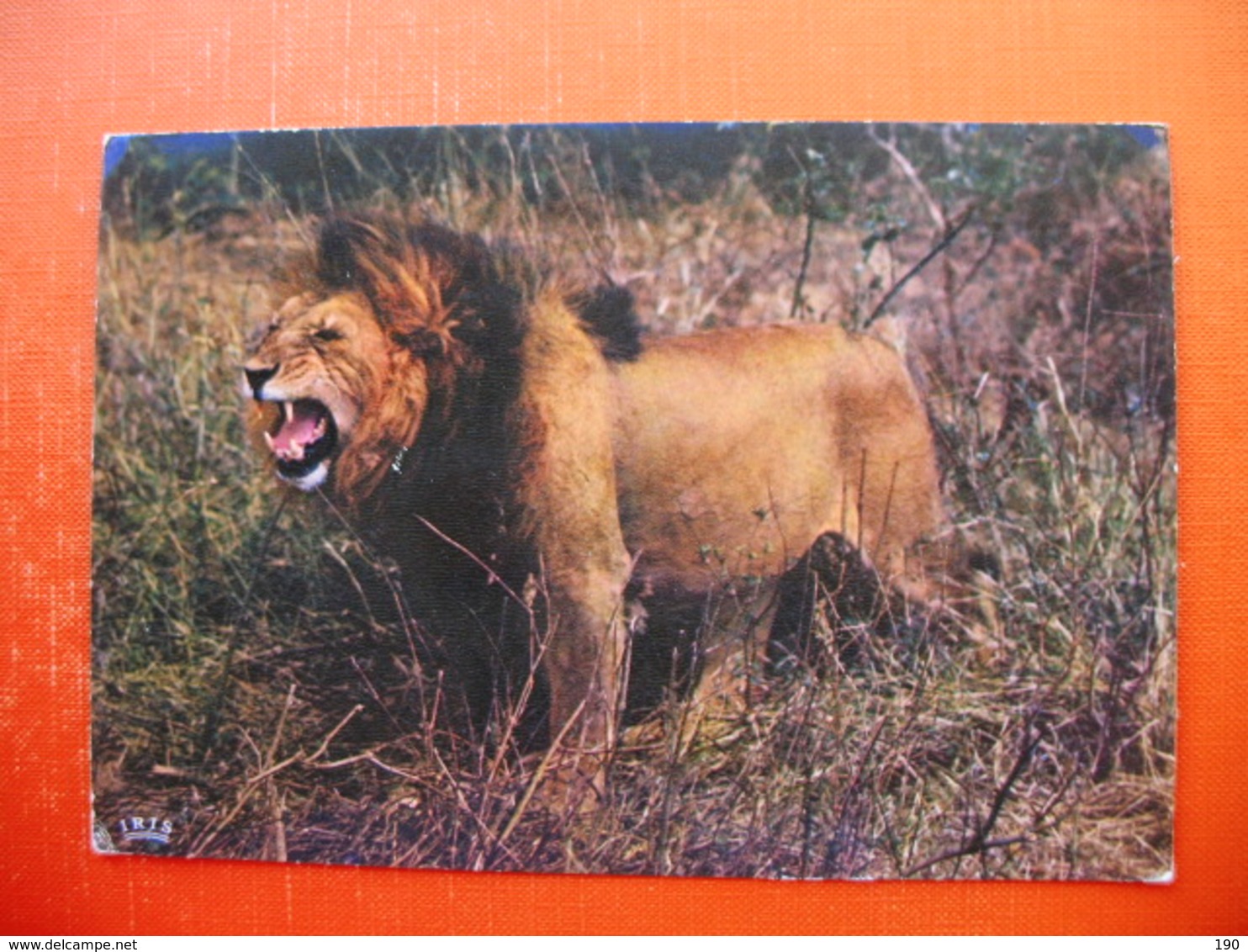 FAUNE AFRICAINE:Lion.AFRICAN FAUNA - Liberia