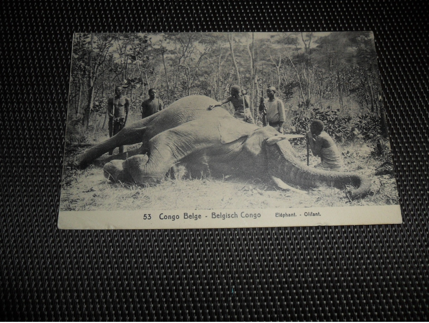 Congo Belge ( 33 )  Belgisch Kongo  -    N° 53   éléphant  Olifant - Belgisch-Congo