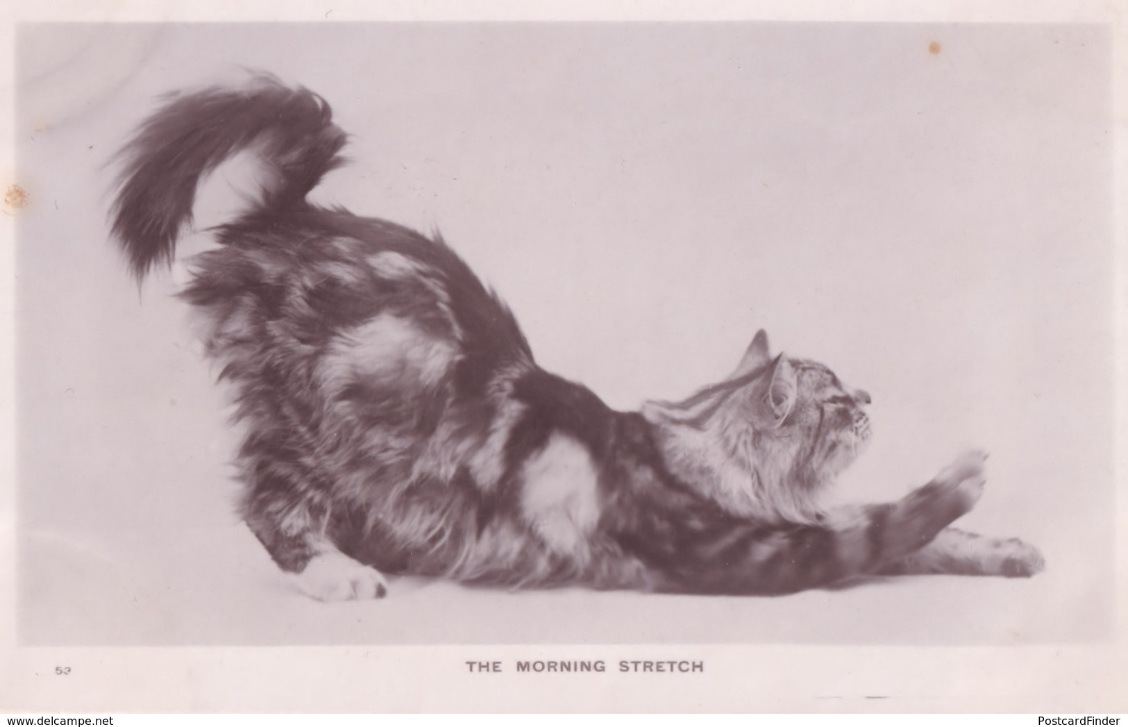 The Morning Stretch Cat Yawning Real Photo Old Cats Postcard - Cats