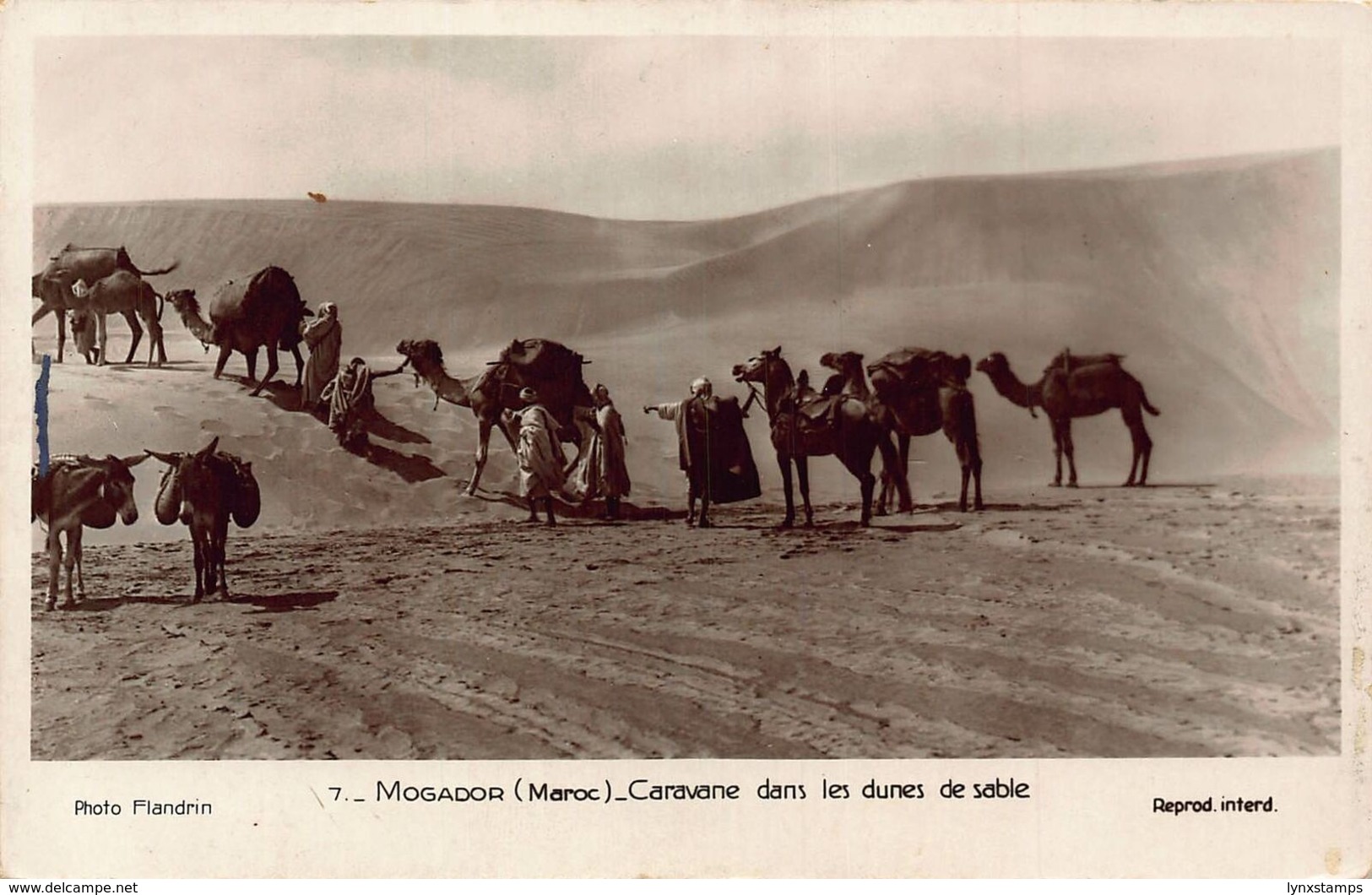 Morocco Mogador Caravane Dans Les Dunes De Sable Camels Desert Donkeys Postcard - Unclassified