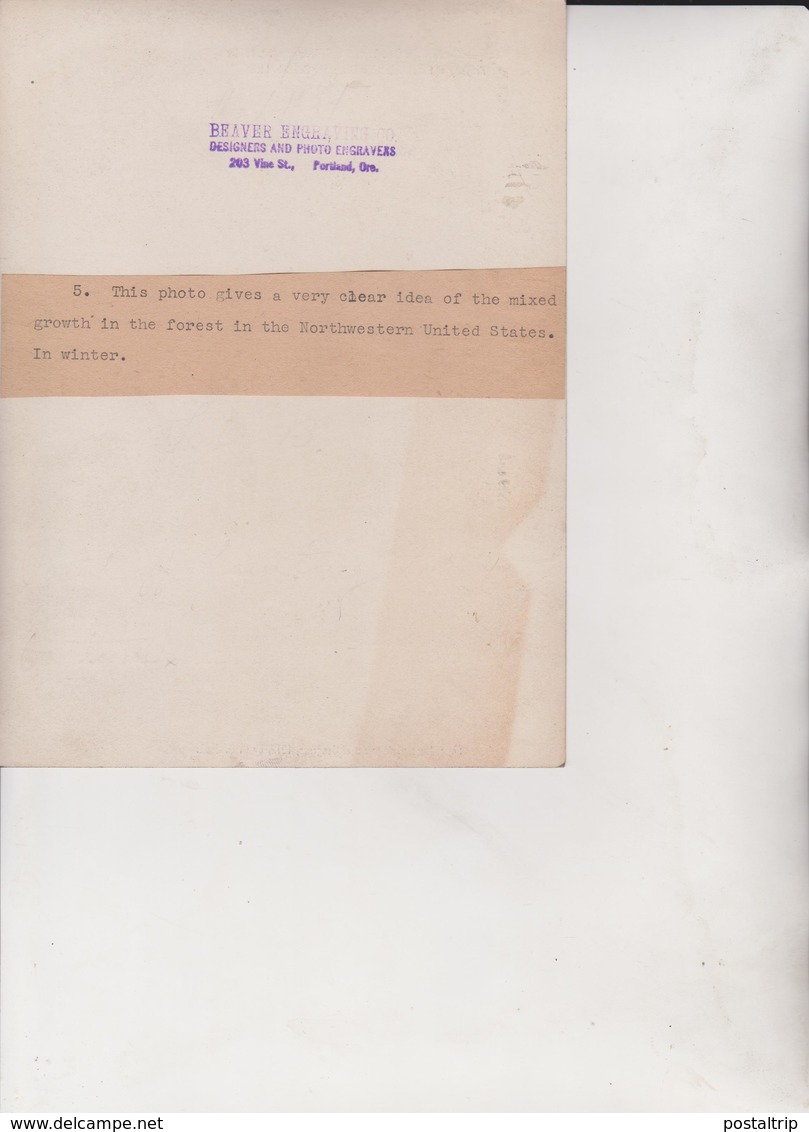 1912 NORTHWESTERN UNITES STATES USA  Dendrology, Forest, Xylology, Forestry  Fonds Victor FORBIN (1864-1947) - Profesiones