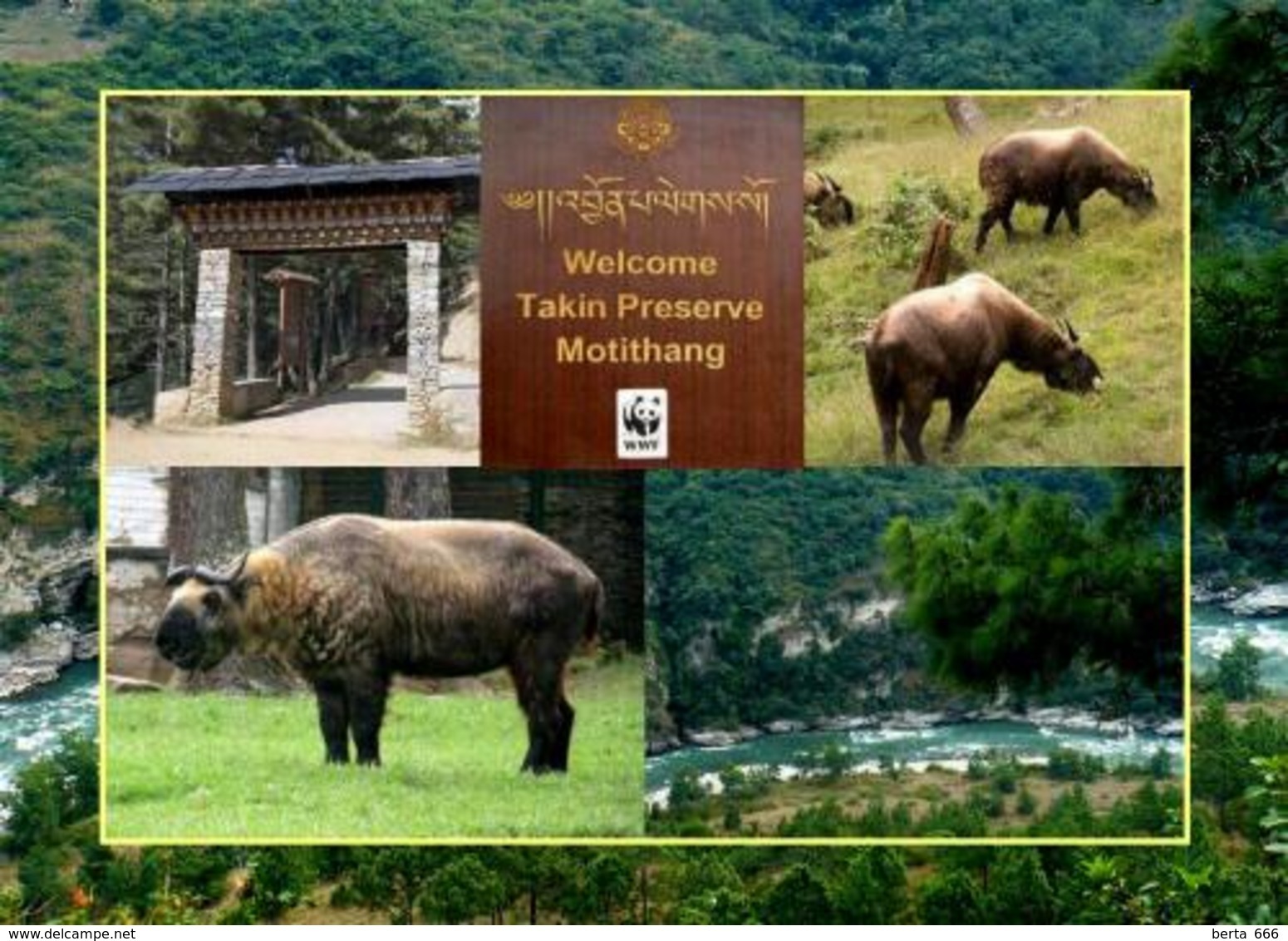 Bhutan Takin Preserve Motithang New Postcard - Bhutan