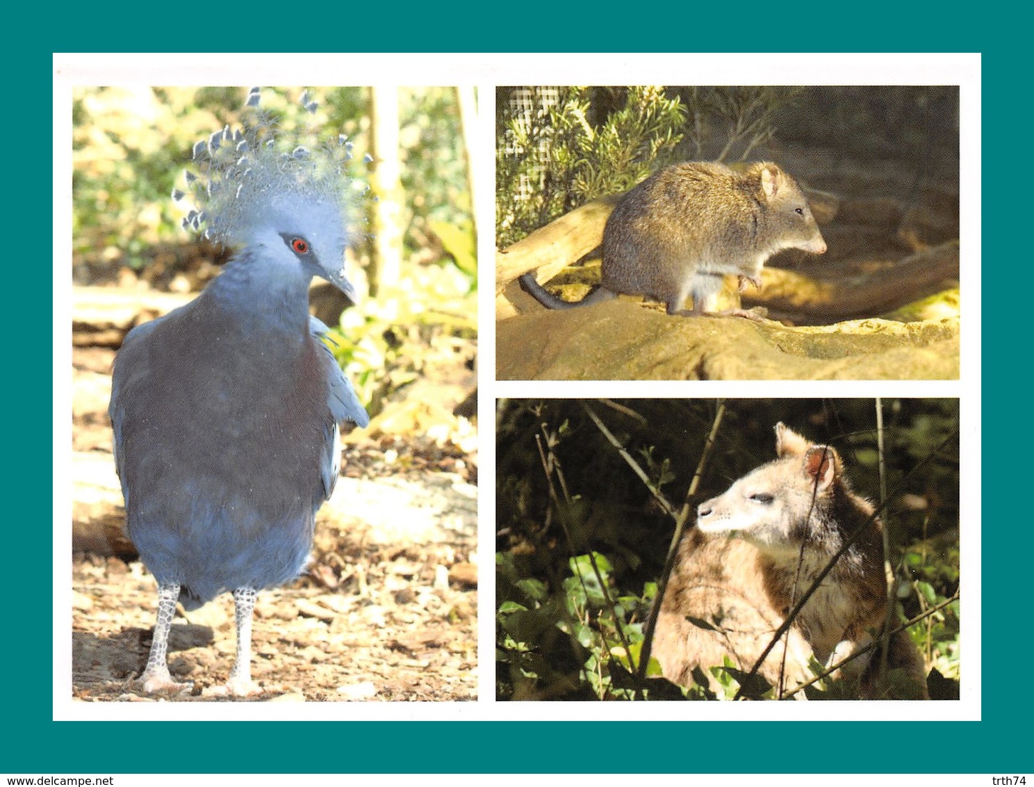 24 Calviac Reserve Zoologique Goura Victoria, Potorou à Long Nez, Wallaby De Parma - Autres & Non Classés