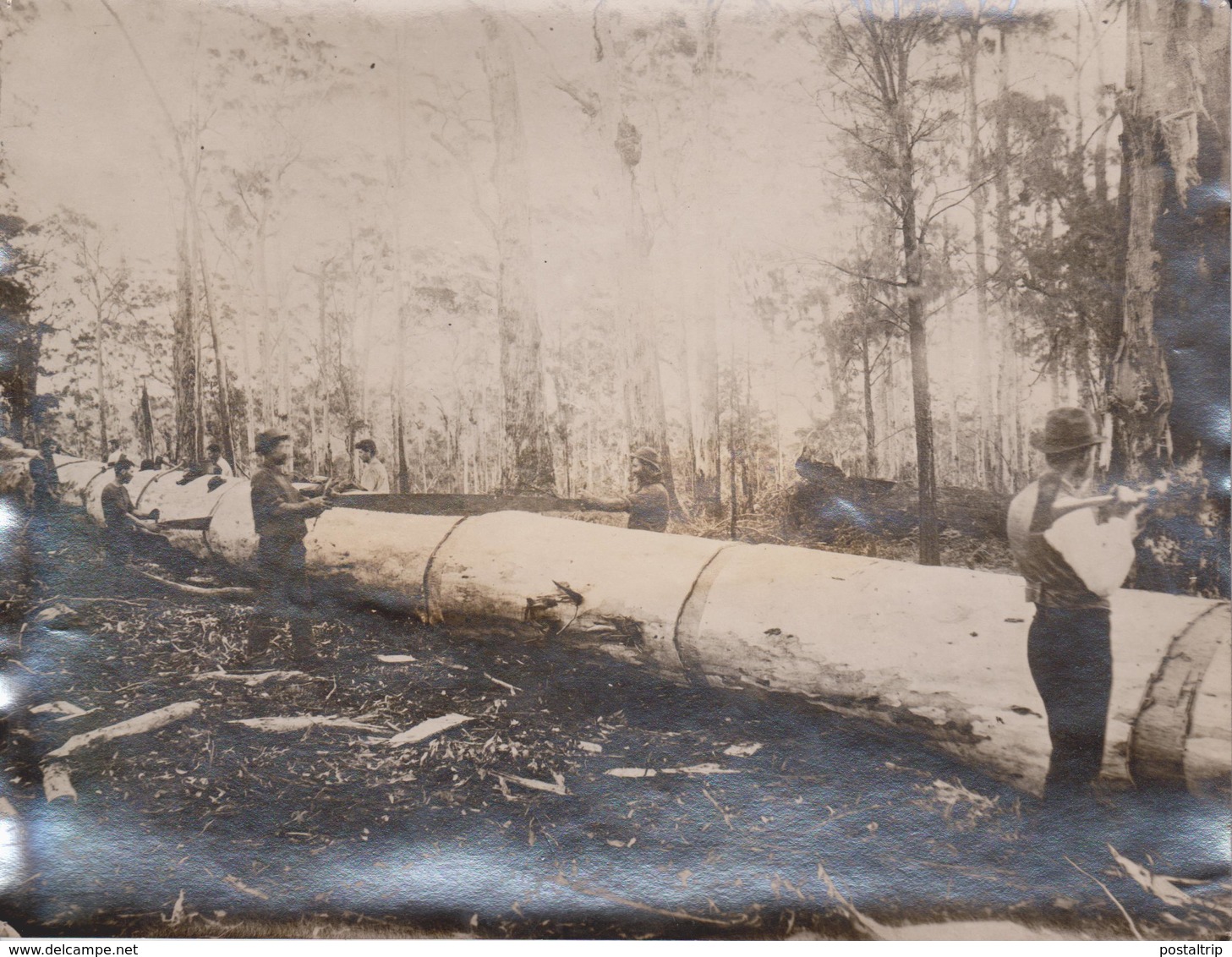 WEST AUSTRALIA DENMARK FOREST THE KARRI TREE  Dendrology, Forest, Xylology, Forestry  Fonds Victor FORBIN (1864-1947) - Lugares