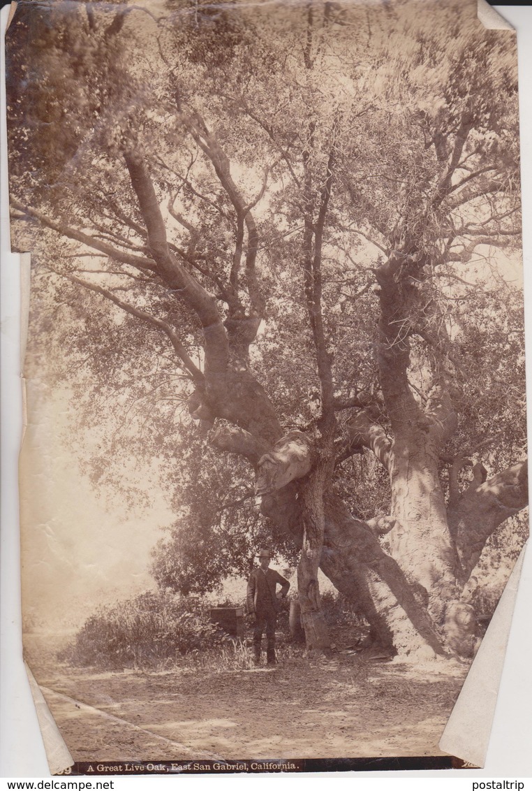 A GREAT LIVE OAK EAST SAN GABRIEL CALIFORNIA ETA Dendrology, Forest, Xylology, Forestry  Fonds Victor FORBIN (1864-1947) - Otros & Sin Clasificación