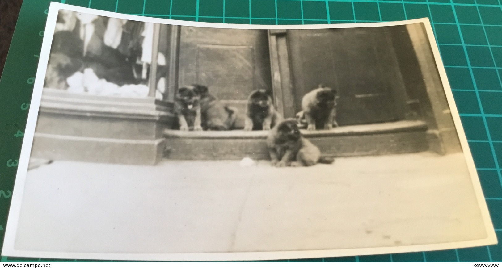 Old Real B&W Photo Postcard ~ Five Puppies ~ Jerome Ltd - Dogs