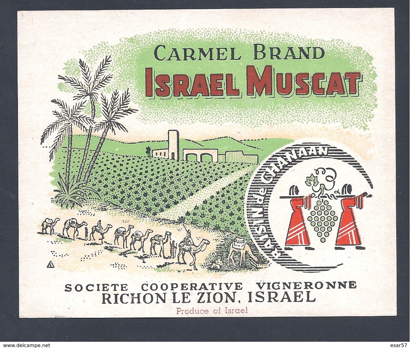 ISRAËL / Etiquette De Vin CARMEL BRAND ISRAEL MUSCAT ( Raisin De CHANAAN ) / RICHON-LE-ZION - Autres & Non Classés