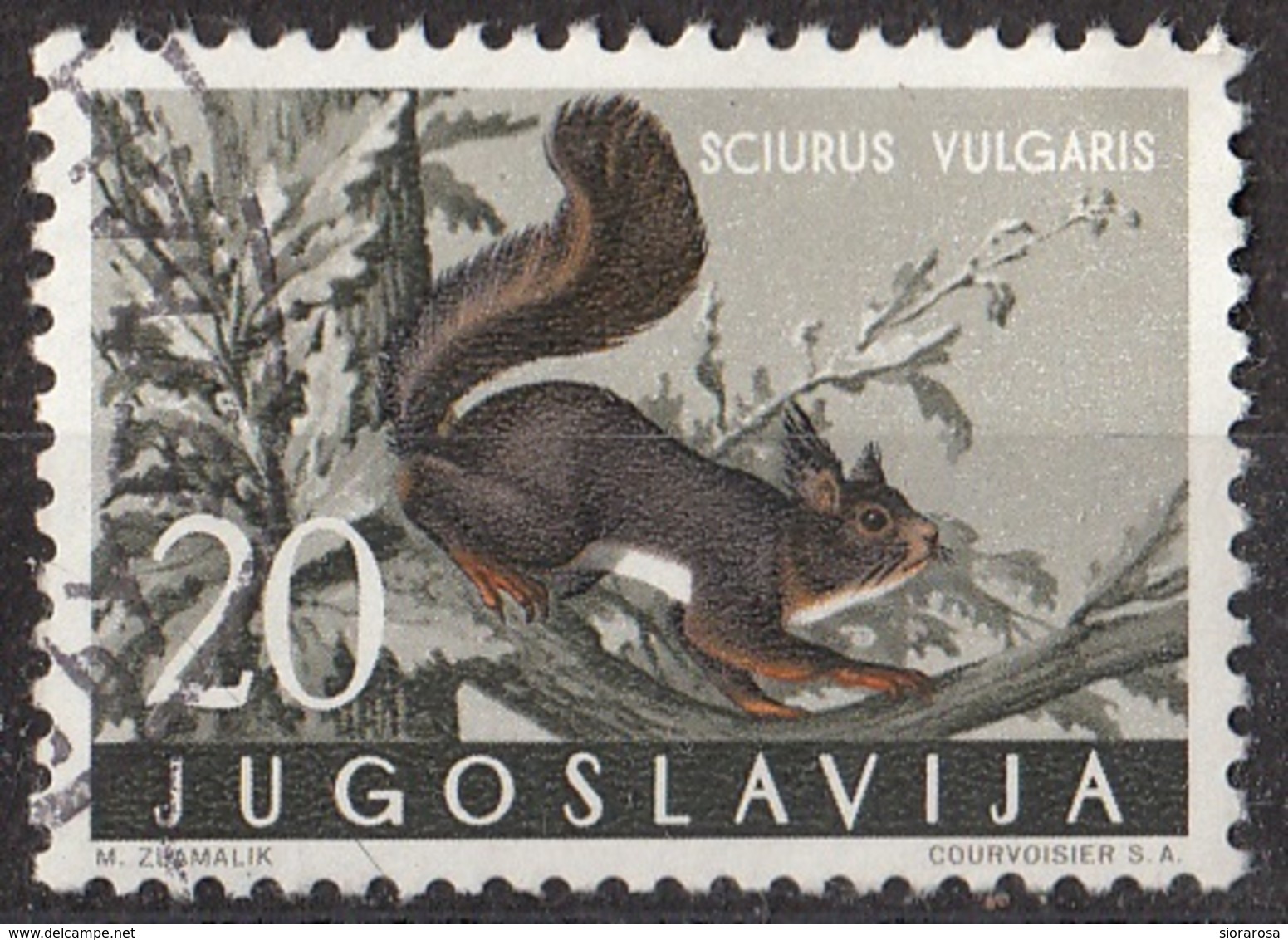 Jugoslavia 1960 Sc. 573 Roditori : Scoiattolo Comune - Sciurus Vulgaris - Used Yugoslavia - Rodents