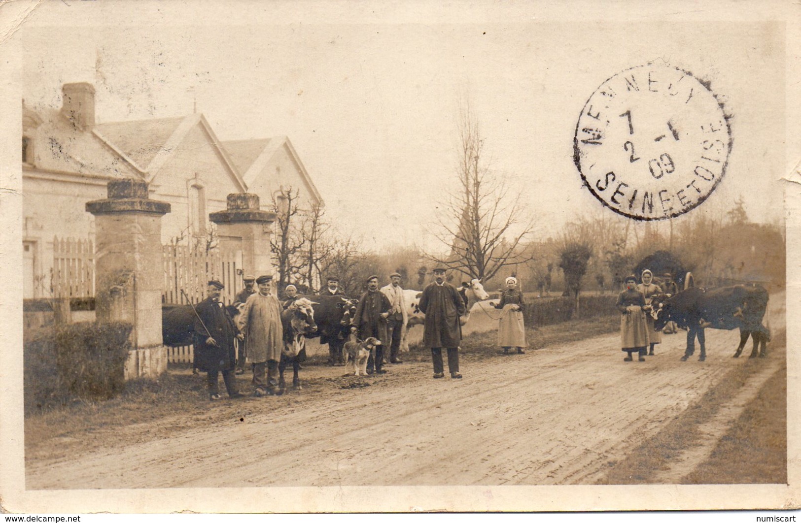 Chouzé-sur-Loire Très Animée Carte Photo Vache Animaux - Autres & Non Classés