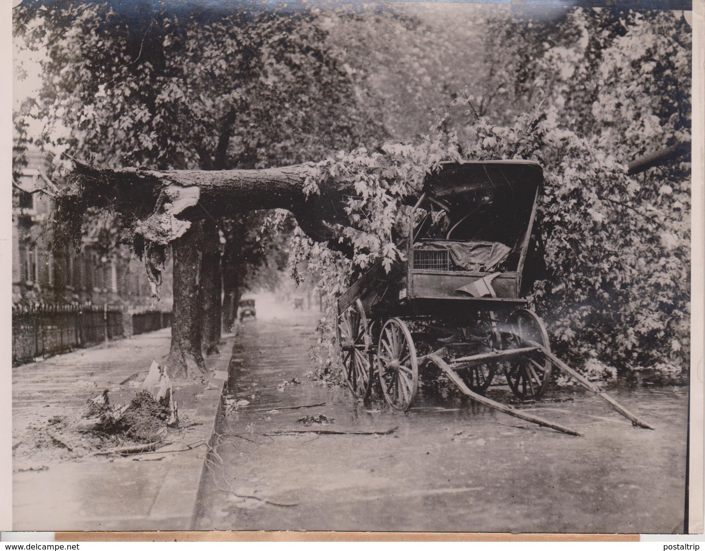 WASHINGTON USA TREE FALLS INTO WAGON   Fonds Victor FORBIN (1864-1947) - Lugares