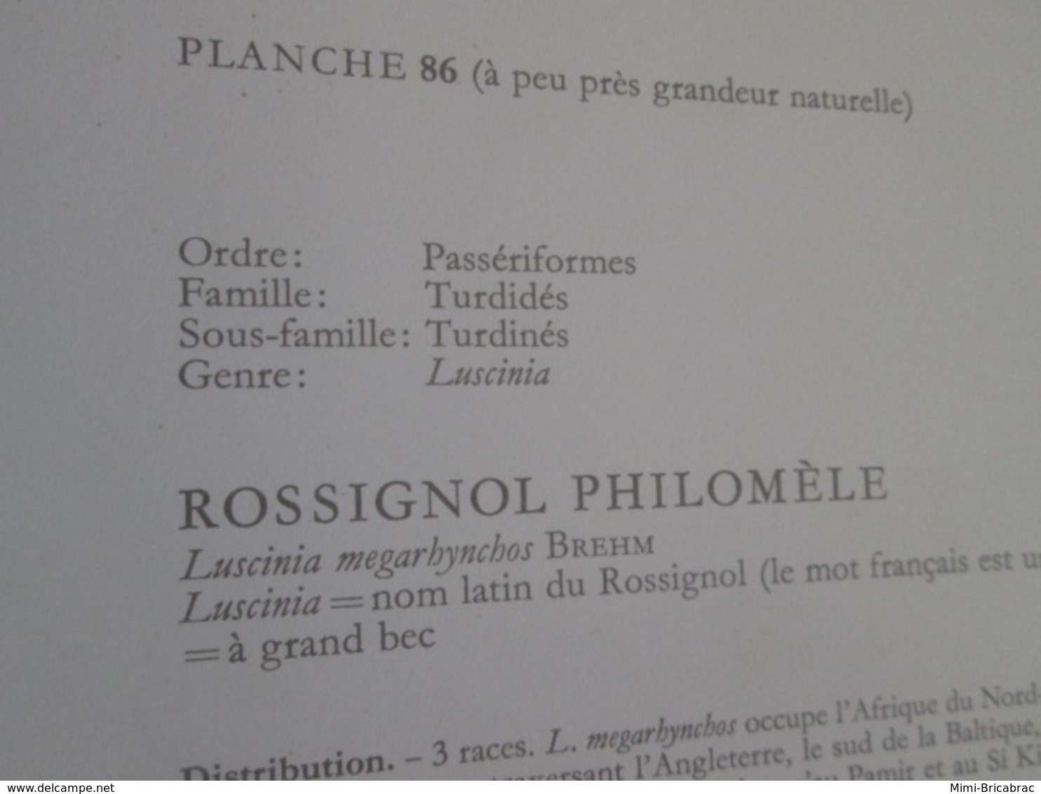 PLANCHE N°86  19 X 27cm  Années 50 / OISEAU ROSSIGNOL PHILOMELE  Pour Faire Un Cadre Très Sympa - Other & Unclassified