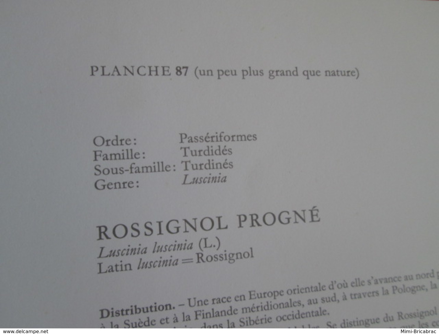 PLANCHE N°87  19 X 27cm  Années 50 / OISEAU ROSSIGNOL PROGNé Pour Faire Un Cadre Très Sympa - Autres & Non Classés