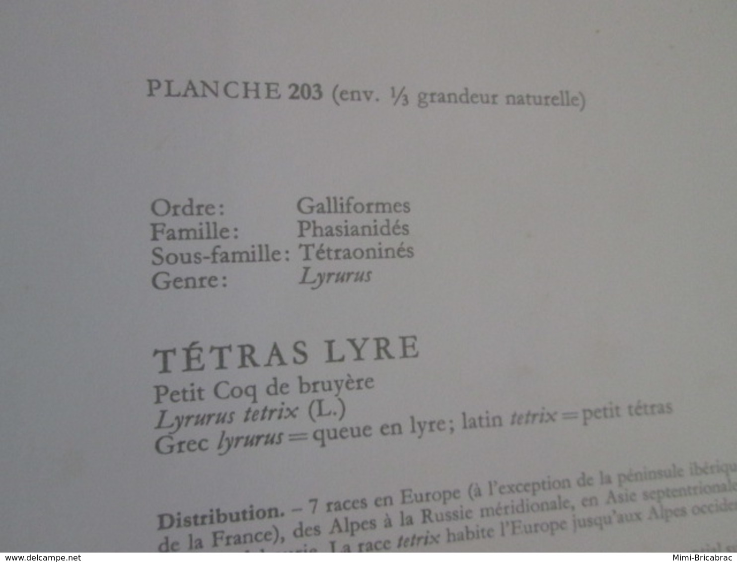 PLANCHE N°203  19 X 27cm  Années 50 / OISEAU TETRAS LYRE  Pour Faire Un Cadre Très Sympa - Other & Unclassified