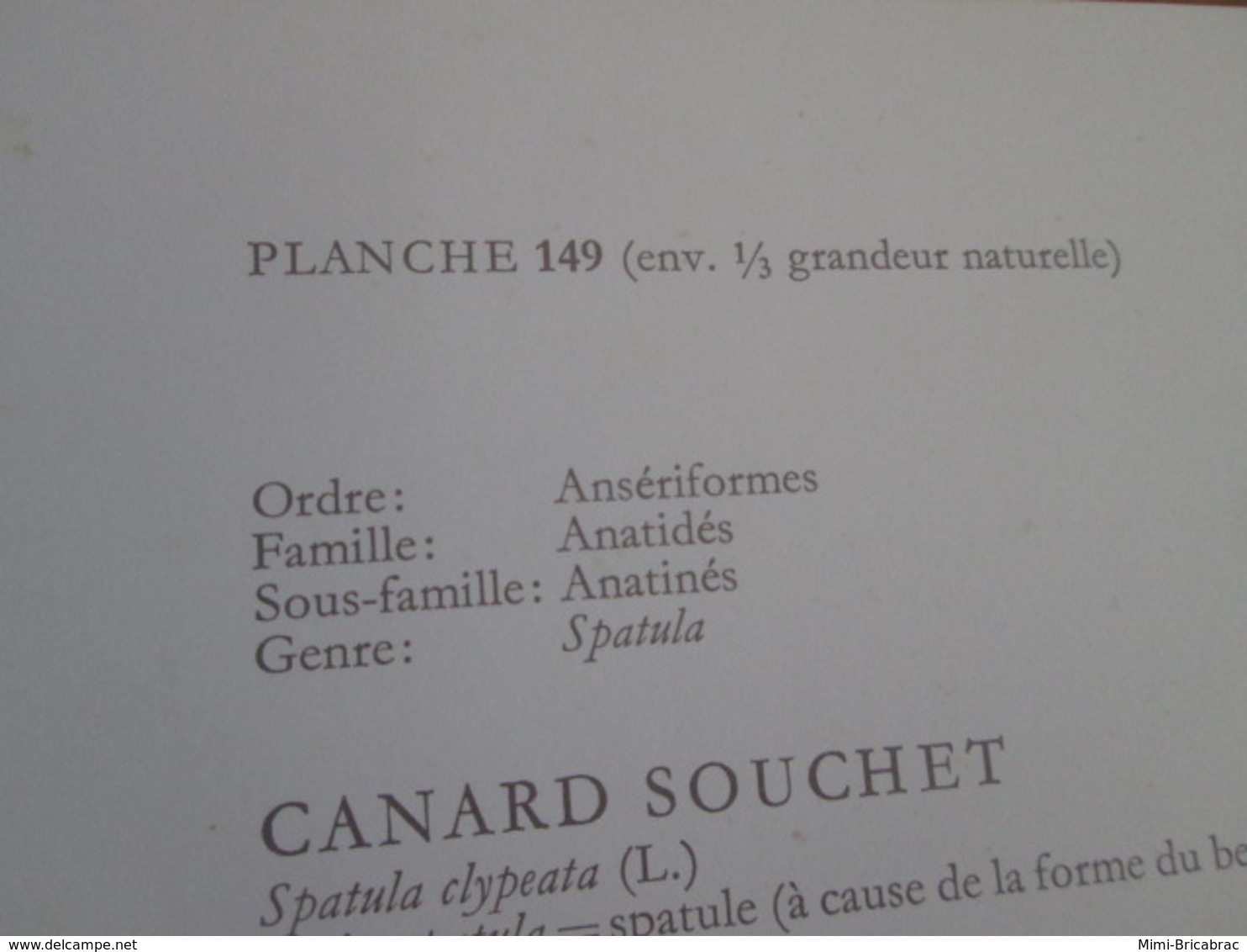 PLANCHE N°149  19 X 27cm  Années 50 / OISEAU CANARD SOUCHET  Pour Faire Un Cadre Très Sympa - Other & Unclassified