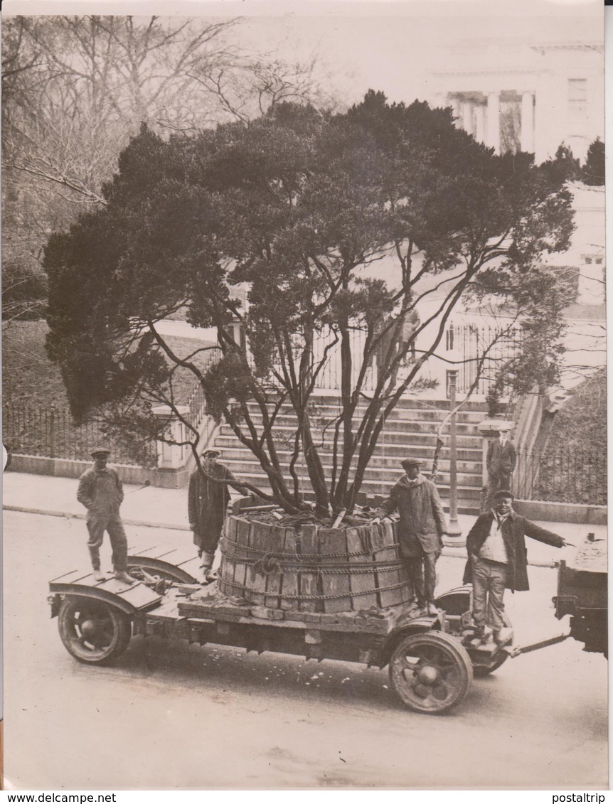 OLD CORCORAN HOUSE TO LINCOLN MEMORIAL FROUNDS USA WASHINGTON TREE BOXWOOD  Fonds Victor FORBIN (1864-1947) - Lugares