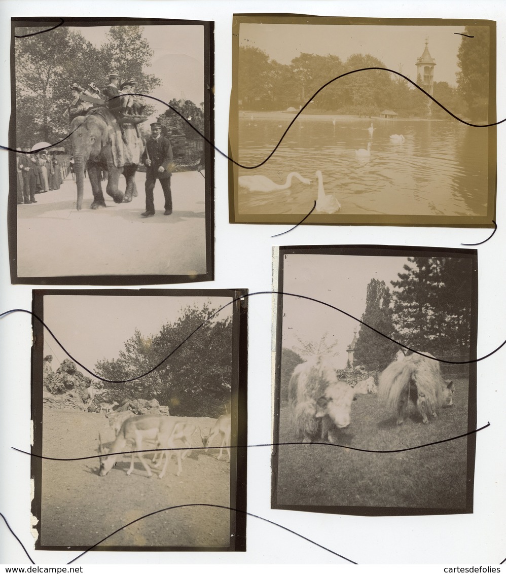 4 PHOTOS IDENTIFIÉES. Neuilly-sur-Seine. Jardin D'Acclimatation . Elephants, Gazelles, Cygnes, Buffles. Année 1902 - Lieux