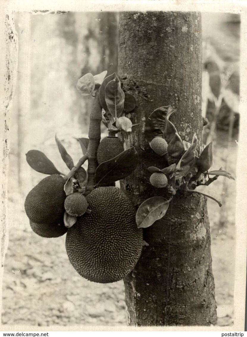 VIETNAM    FRUITS DE JACQUIER HANOI RONKIN INDOCHINE   Fonds Victor FORBIN (1864-1947) - Lugares