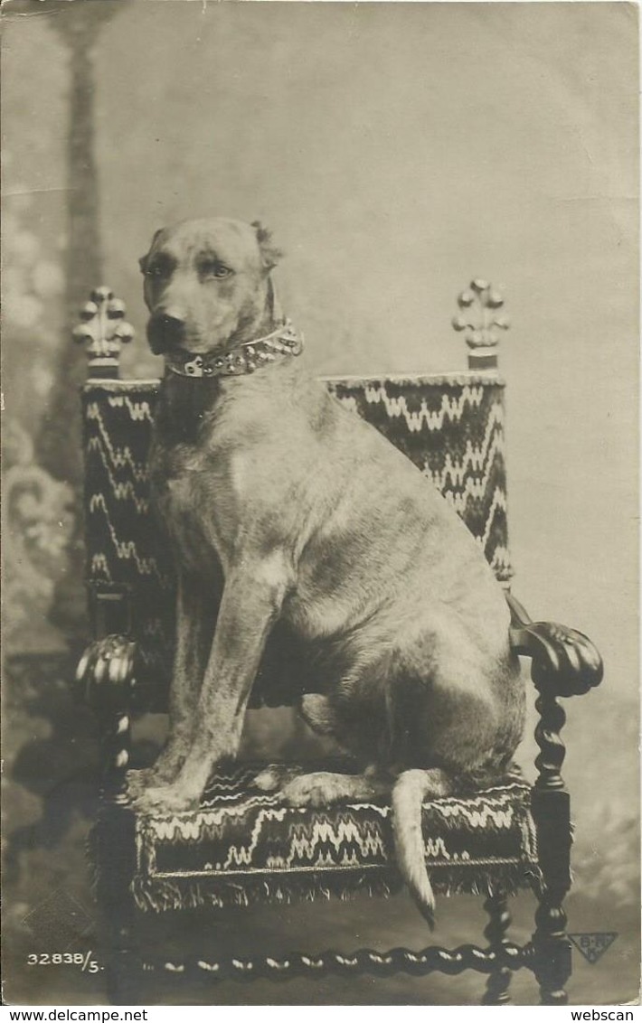AK Hund Mit Halsband Auf Sessel 1912 Elmshorn #63 - Cani