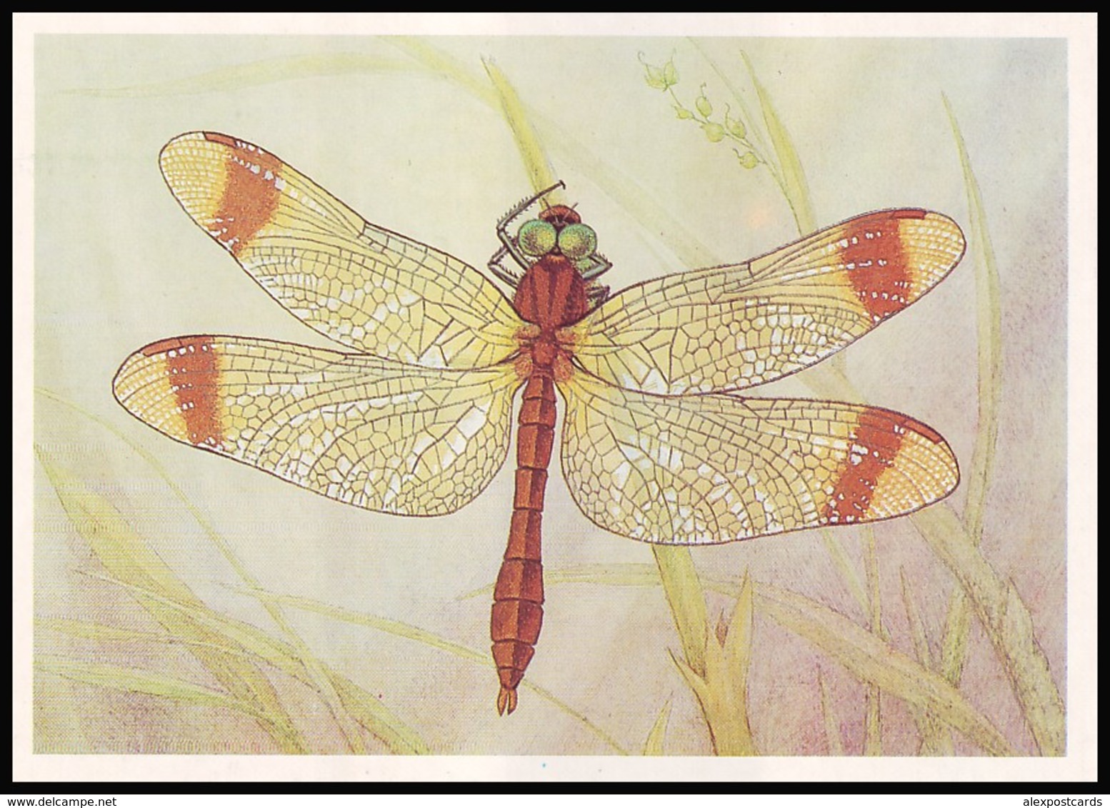 DRAGONFLY - Sympetrum Pedemontanum Allioni. Artist L. Aristov. Unused Postcard (USSR, 1987) - Insecten