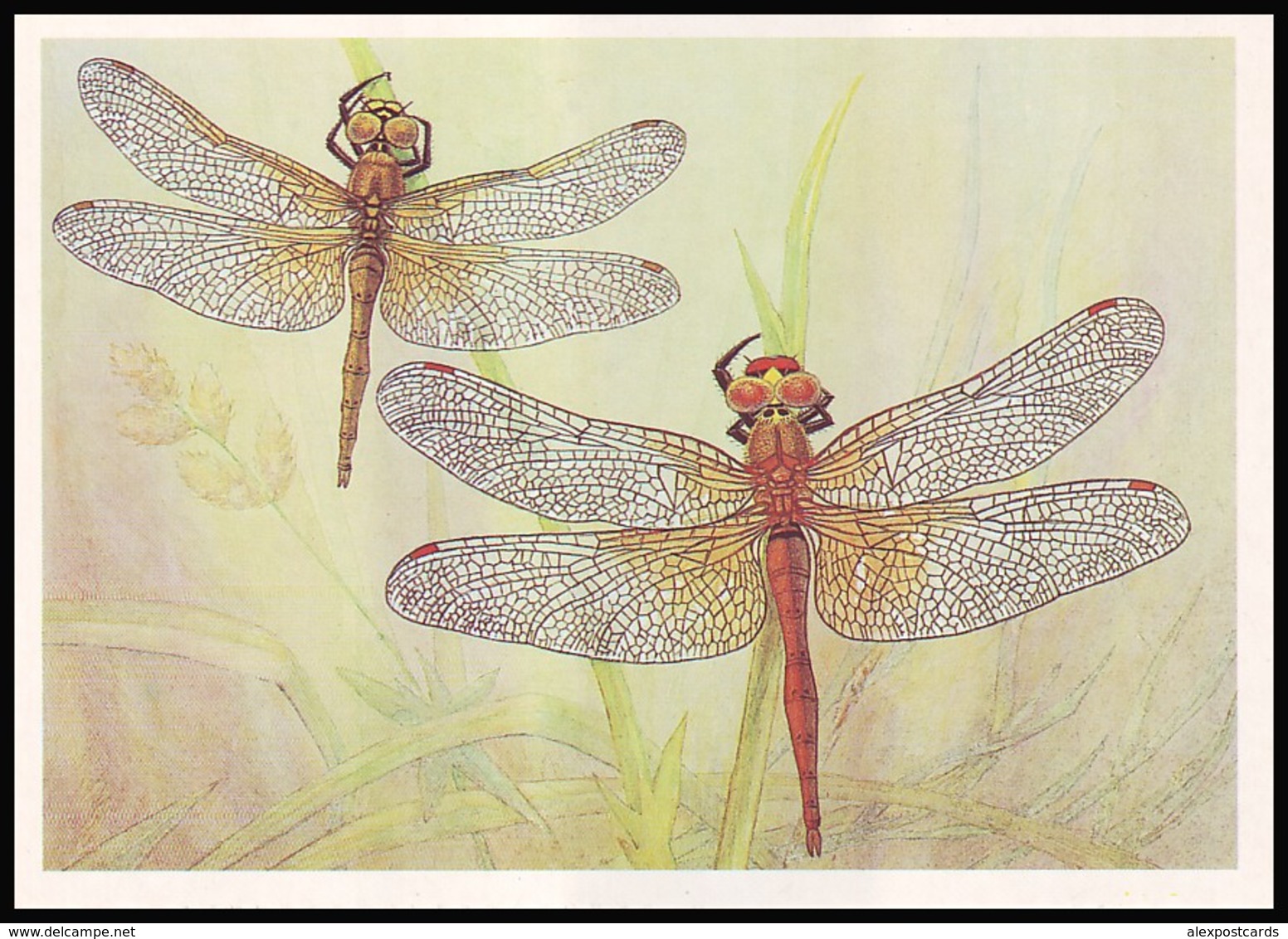 DRAGONFLY - Sympetrum Flaveolum L. Artist L. Aristov. Unused Postcard (USSR, 1987) - Insecten