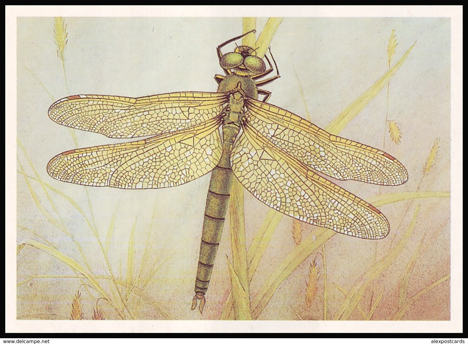 DRAGONFLY - Somatochlora Metallica Lind. Artist L. Aristov. Unused Postcard (USSR, 1987) - Insecten