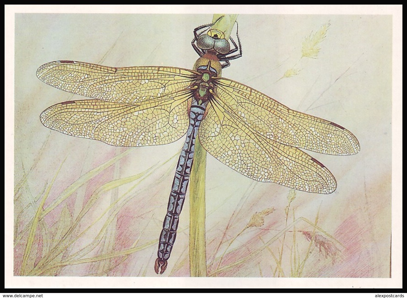 DRAGONFLY - Anax Imperator Leach. Artist L. Aristov. Unused Postcard (USSR, 1987) - Insetti