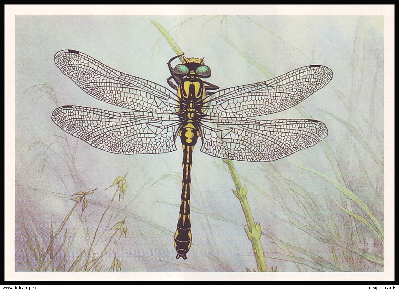 DRAGONFLY - Comphus Vulgatissimus L. Artist L. Aristov. Unused Postcard (USSR, 1987) - Insects