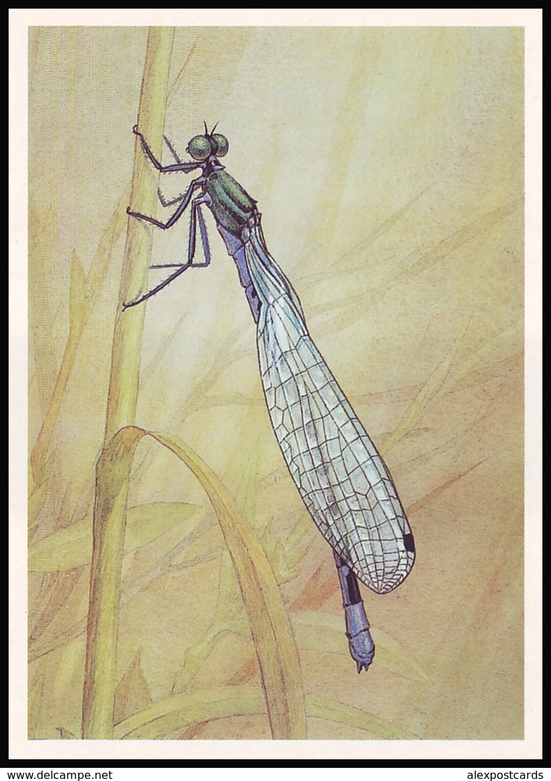 DRAGONFLY - Coenagrion Hastulatum Charp. Artist L. Aristov. Unused Postcard (USSR, 1987) - Insecten