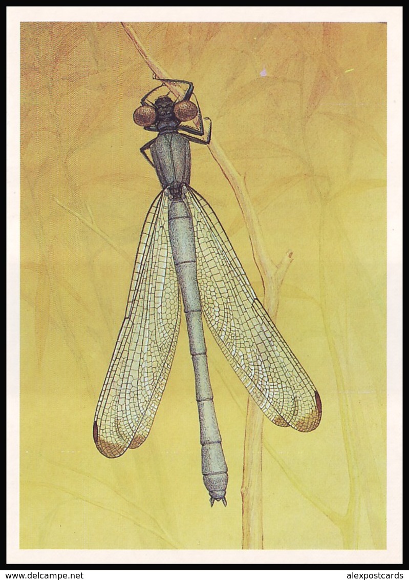 DRAGONFLY - Eppalage Fatime Charp. Artist L. Aristov. Unused Postcard (USSR, 1987) - Insecten